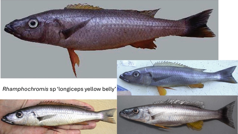 Rhamphochromis sp. 'longiceps yellowbelly'
